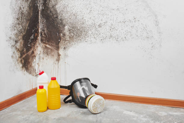 Best Residential Mold Remediation in Morgan Hill, CA