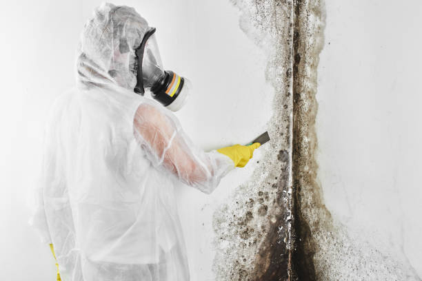Trusted Morgan Hill, CA Mold Remediation Experts