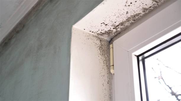 Best Preventive Mold Services in Morgan Hill, CA