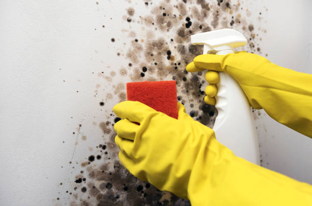 Best Mold Remediation for Specific Building Types in Morgan Hill, CA
