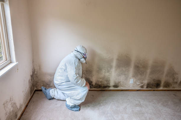 Best Black Mold Remediation in Morgan Hill, CA