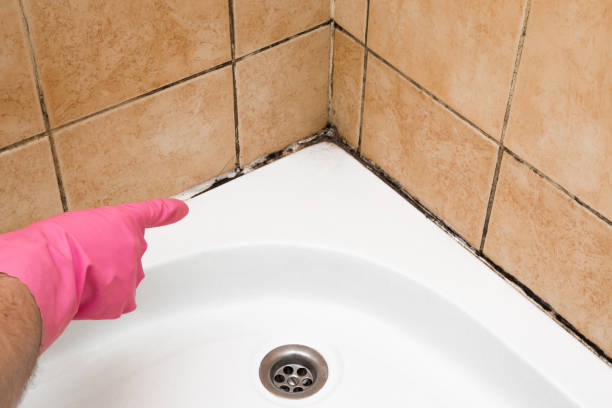 Best Industrial Mold Remediation in Morgan Hill, CA
